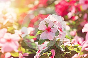 Flowers in a sunny garden rosy periwinkle