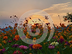 Flowers and Sunset