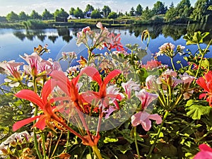 The flowers with sunset colours