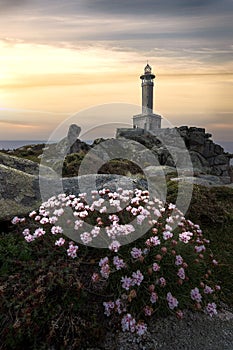 Flowers, sunset and a lighthouse,