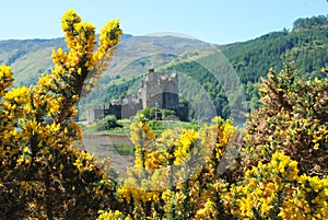 Flowers Surrounding a View of Eilean Donan Castle