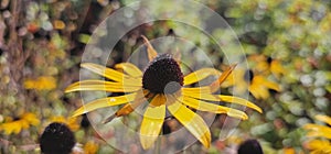 Flowers of Susan (Rudbeckia fulgida \'Goldsturm\')