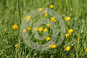 Flowers of sustainable buttercup and grass for organic meadow, outdoors