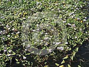 Flowers of Swamp cabbge, Swamp cabbage white stem, Water morning glory