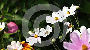 Flowers Swaying In the Wind and a Honey Bee - Garden Cosmos Cosmos Bipinnatus