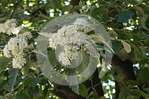 Flowers on a Swedish whitebeam tree.