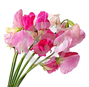 Flowers sweet pea