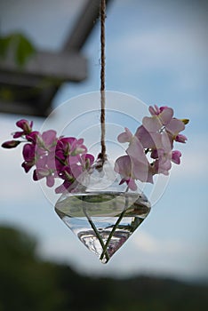 Flowers of sweet pea in a hanging vase on the balcony