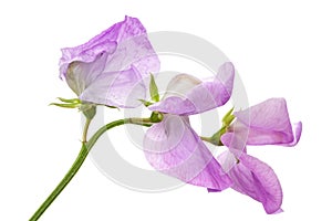 Flowers of sweet pea, isolated on white background