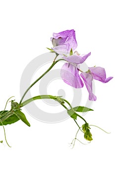 Flowers of sweet pea, isolated on white background