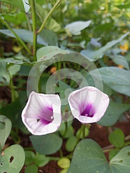 the flowers of the sweet potato tree which grows in tropical climates