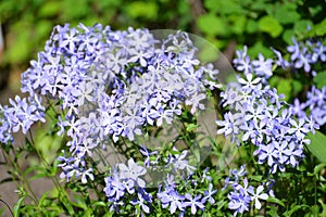 Flowers of the Sweet William phlox Phlox divaricata L