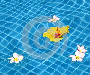 Flowers in the swimming pool