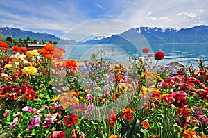 Flowers in swiss Alps photo