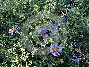 Flowers of Symphyotrichum laeve, in the garden.