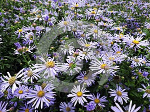 Flowers of Symphyotrichum laeve, in the garden.