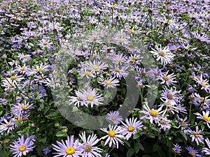 Flowers of Symphyotrichum laeve, in the garden. photo