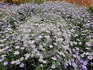 Flowers of Symphyotrichum laeve, in the garden. photo