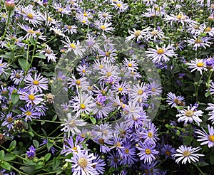 Flowers of Symphyotrichum laeve, in the garden. photo