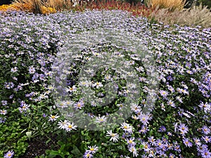 Flowers of Symphyotrichum laeve, in the garden. photo