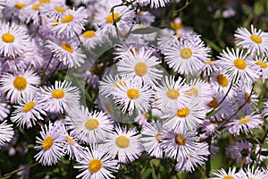 Flowers of Symphyotrichum novae-angliae syn. Aster novae-angliae or New England aster