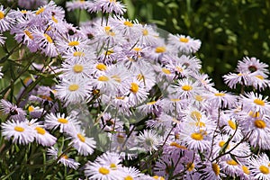 Flowers of Symphyotrichum novae-angliae syn. Aster novae-angliae or New England aster