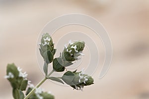 Flowers of a Syrian oregano plant, Origanum syriacum