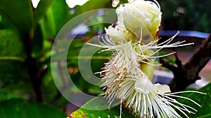 The flowers of Syzygium aqueum