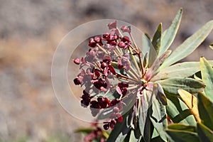 Flowers of a tabaiba majorera plant, Euphorbia atropurpurea