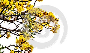 Flowers of Tabebuia aurea tree or trumpet tree : isolated on white background