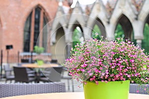 Flowers on the tables cafe