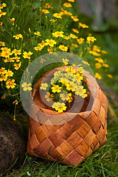 Flowers Tagetes Tenuifolia Yellow