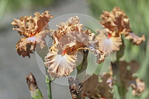 Flowers of Tall Bearded Iris `Dodge City` in sunny garden