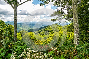 Flowers and Tall Trees Line the Blue Ridge Parkway in North Carolina