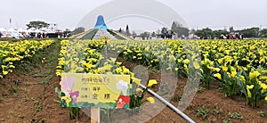 Flowers of 2023 Taoyuan Calla Lily Festival, Dayuan District, Taoyuan City, Taiwan