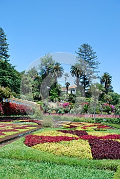 Flowers in tbe botanical garden of Funchal