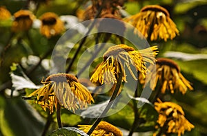 Flowers of telekia speciosa