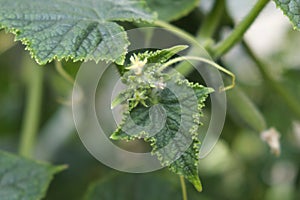 flowers and tendrils of cucumbers growing in a greenhouse