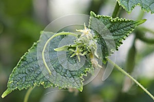 flowers and tendrils of cucumbers growing in a greenhouse