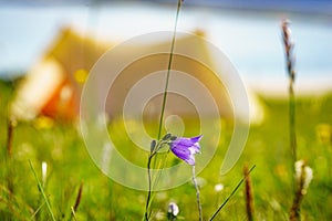 Flowers and tent on sea shore, Lofoten Norway