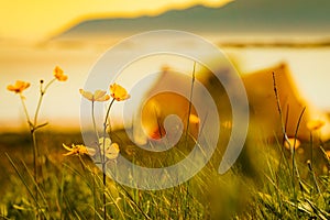 Flowers and tent on sea shore, Lofoten Norway