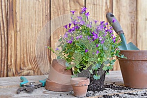 flowers and terra cotta flower pots with gardening equipment fo potting on a wooden table