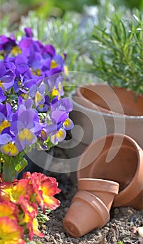 Flowers and terra cotta pots on the soil