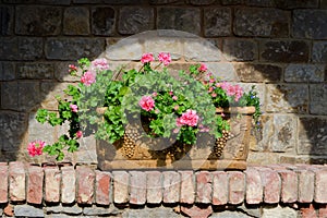 Flowers in terracotta box