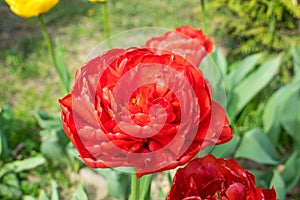 Flowers terry tulips in spring in the park