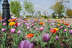 Flowers terry tulips in spring in the park