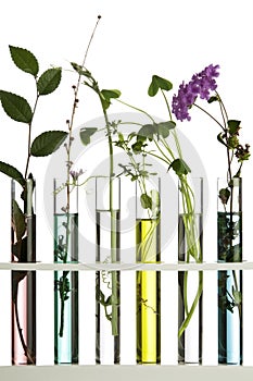 Flowers in test tubes