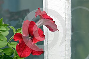 Flowers of tetunia on the window of rural house