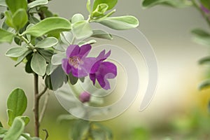 Flowers of the Texas Sage; Leucophyllum frutescens