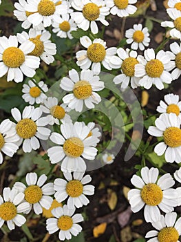 flowers texture summer chamomile colors of summer